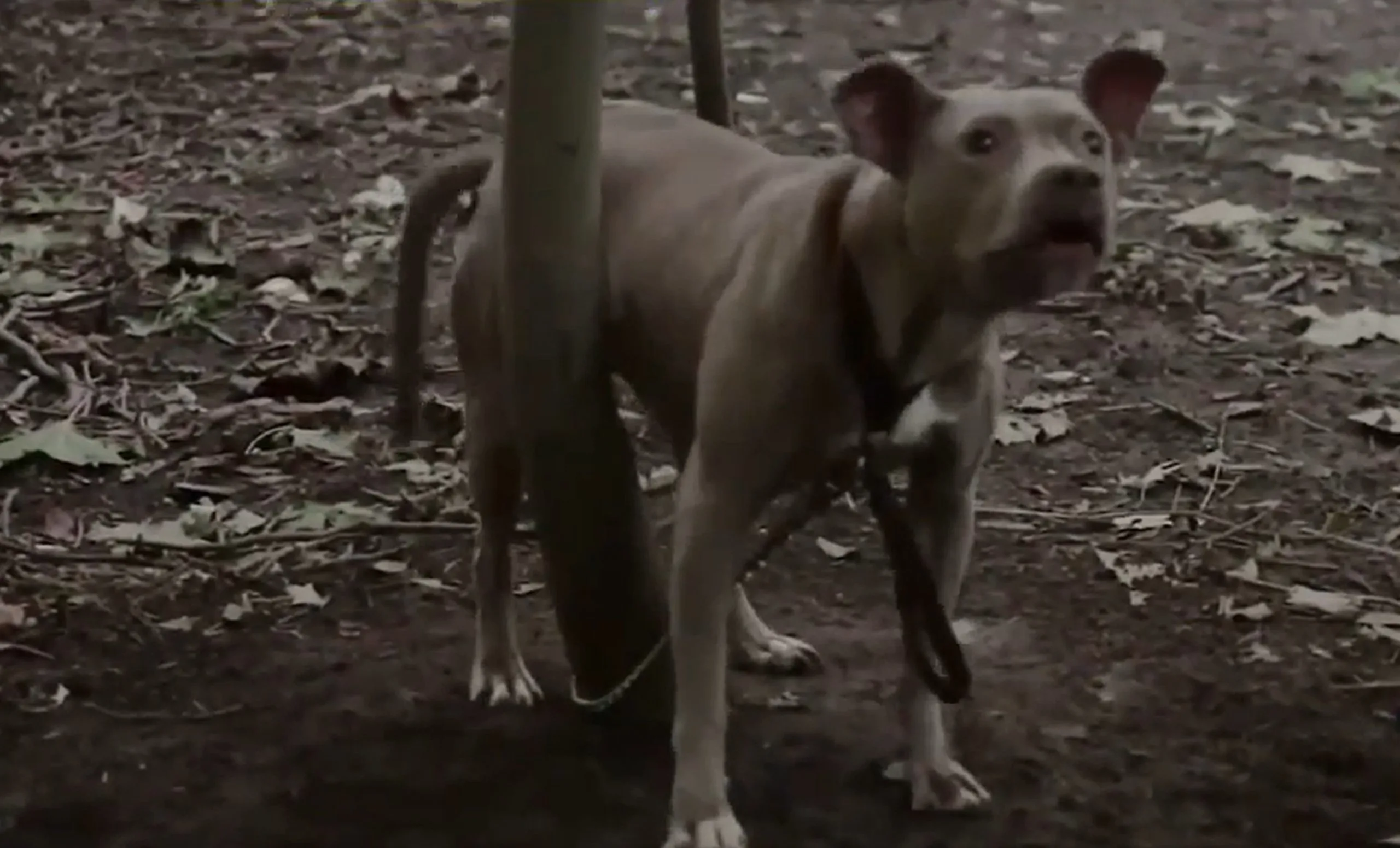 pitbull chained to a tree