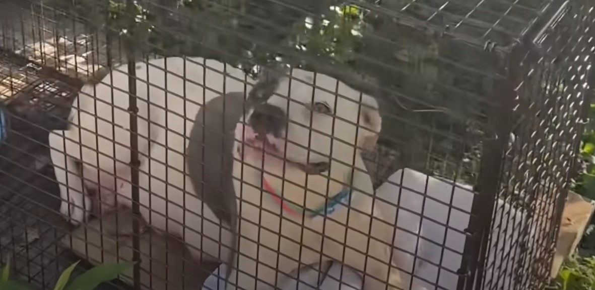 pitbull in kennel