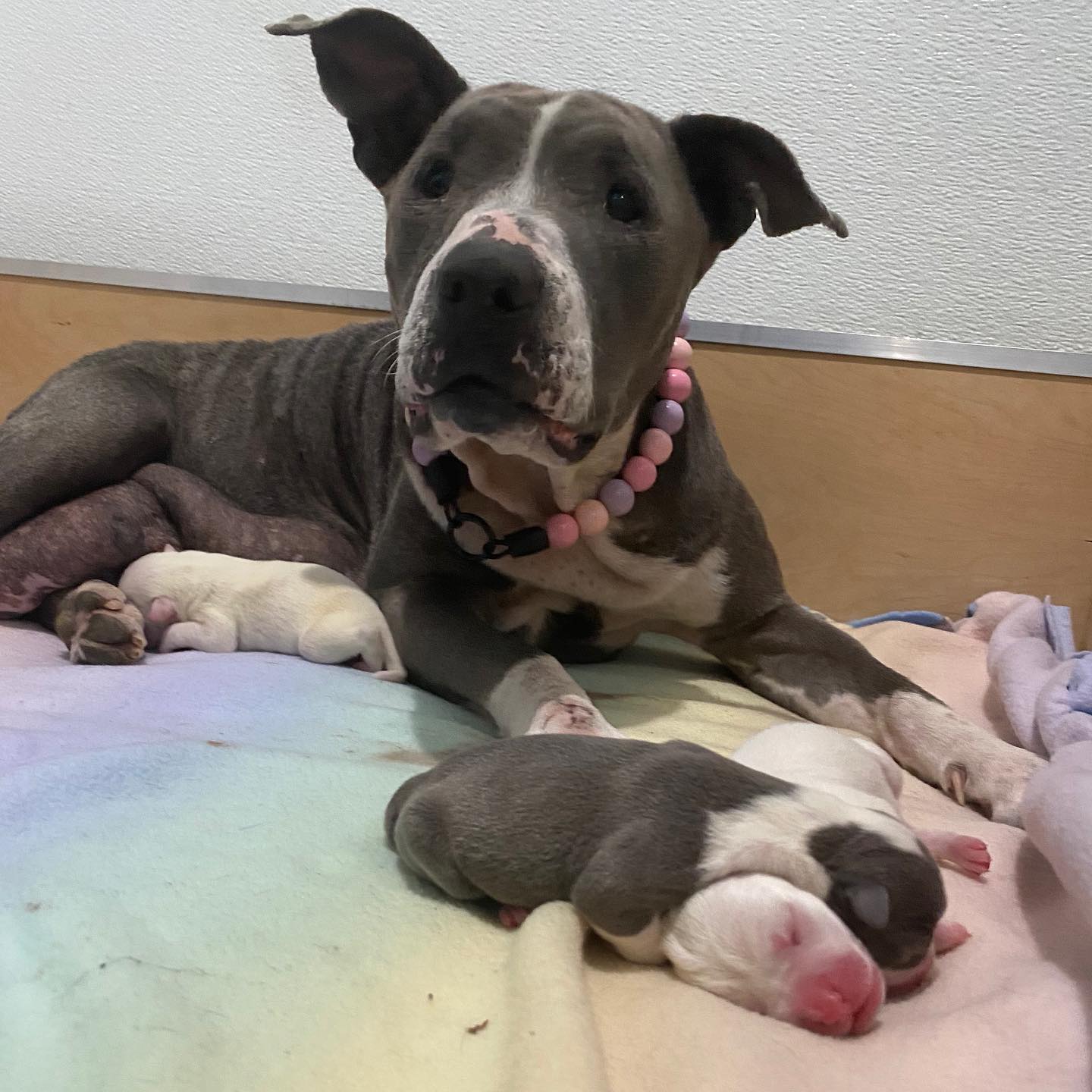 pitbull lying with puppies