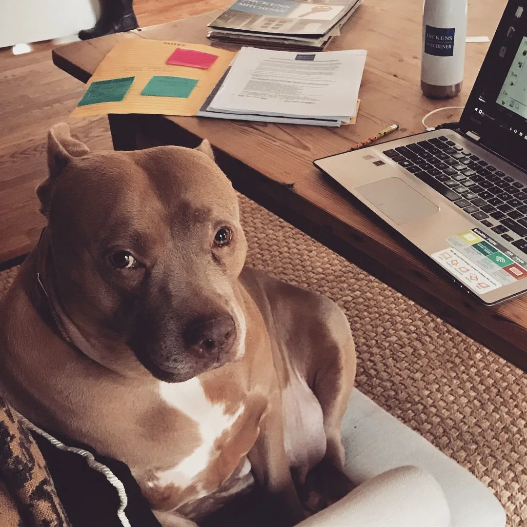 "pitbull