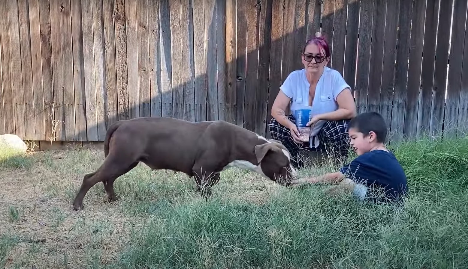 pitbull with woman and little boy