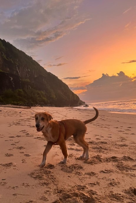 playful puppy on the beach at sunset