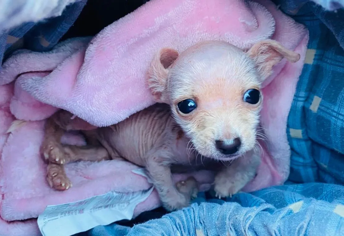 portrait of Disabled Pup wrapped in a pink blanket