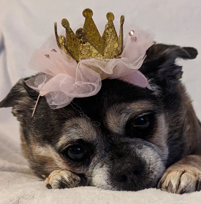 portrait of a Chihuahua-Pug Mix lying down with a decorative crown on her head