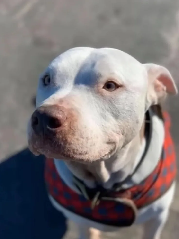 portrait of a beautiful white dog looking at the owner while painting him