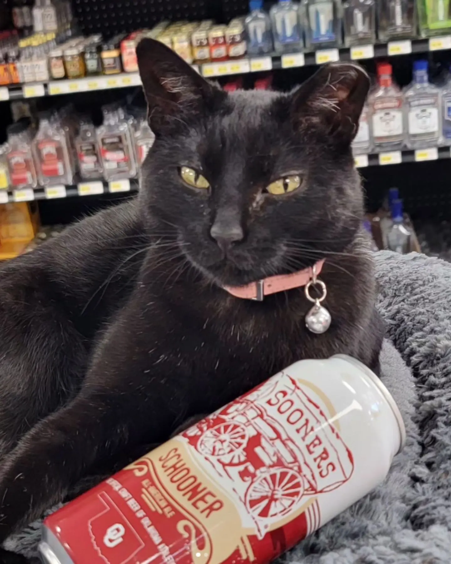 portrait of a black cat with a bottle of beer