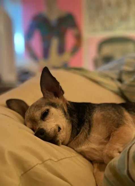 portrait of a chihuahua leaning on a pillow
