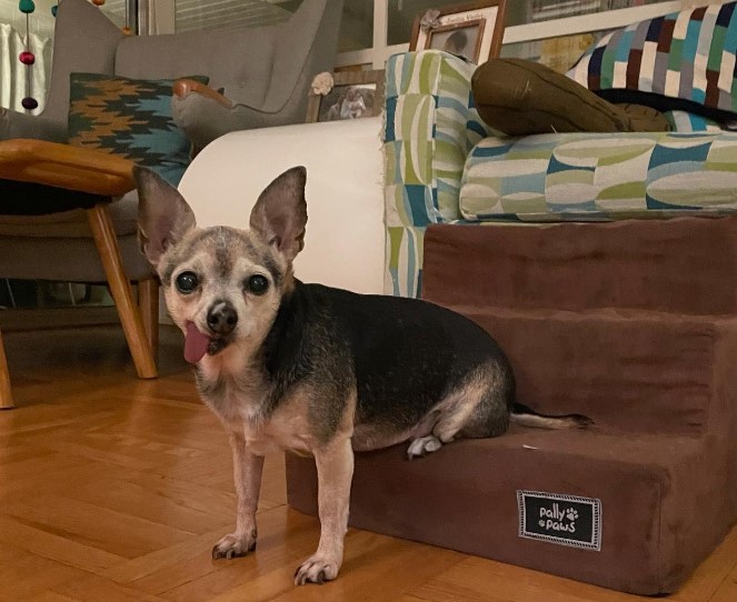 portrait of a chihuahua sitting on an armchair with its hind paws
