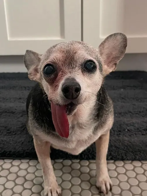 portrait of a chihuahua with tongue out