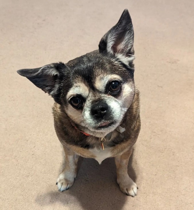 portrait of a cute Chihuahua-Pug Mix