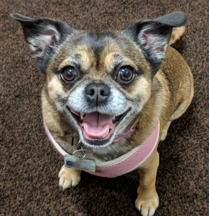 portrait of a cute smiling Chihuahua-Pug Mix