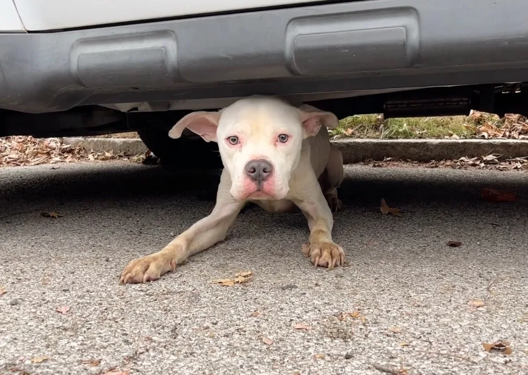 portrait of a dog under a car