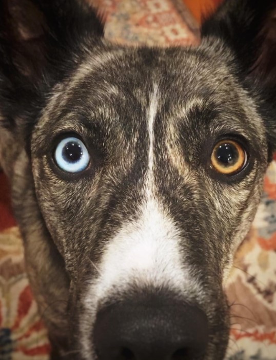 portrait of a dog with a blue and yellow eye
