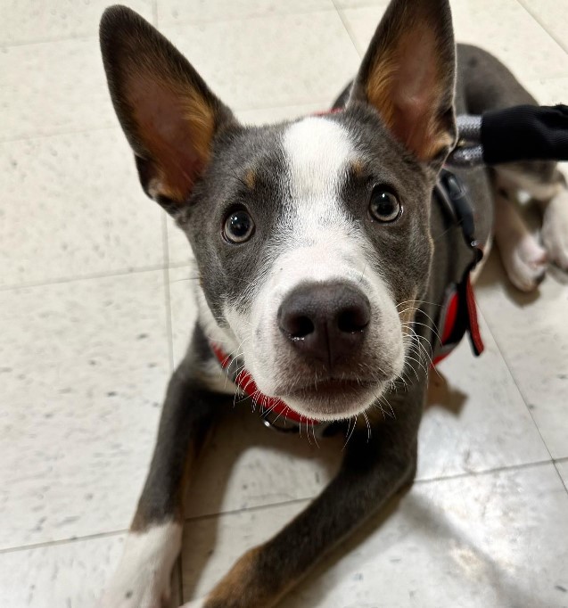 portrait of a dog with big eyes