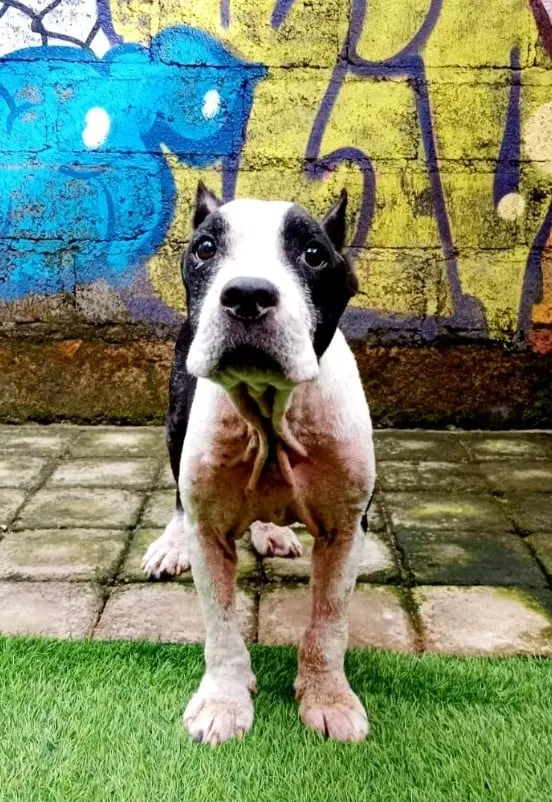portrait of a dog with black eyes