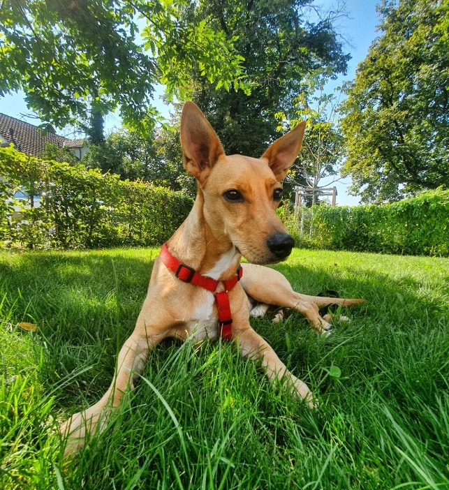 portrait of a dog with long ears in green grass