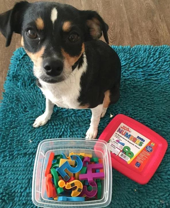 retrato de un perro con números de plástico en la caja