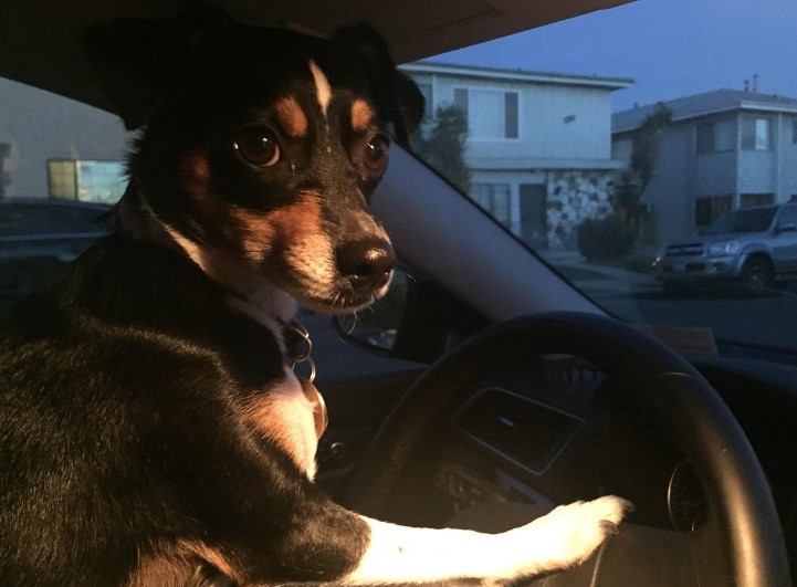 portrait of a puppy behind the wheel