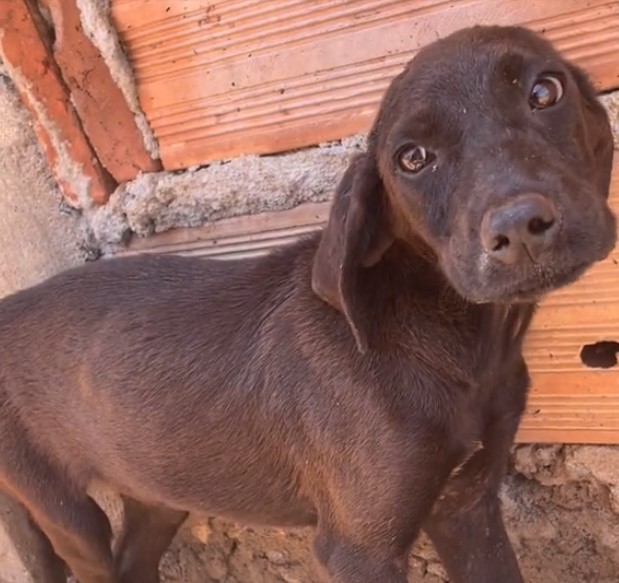 portrait of a rescued brown puppy