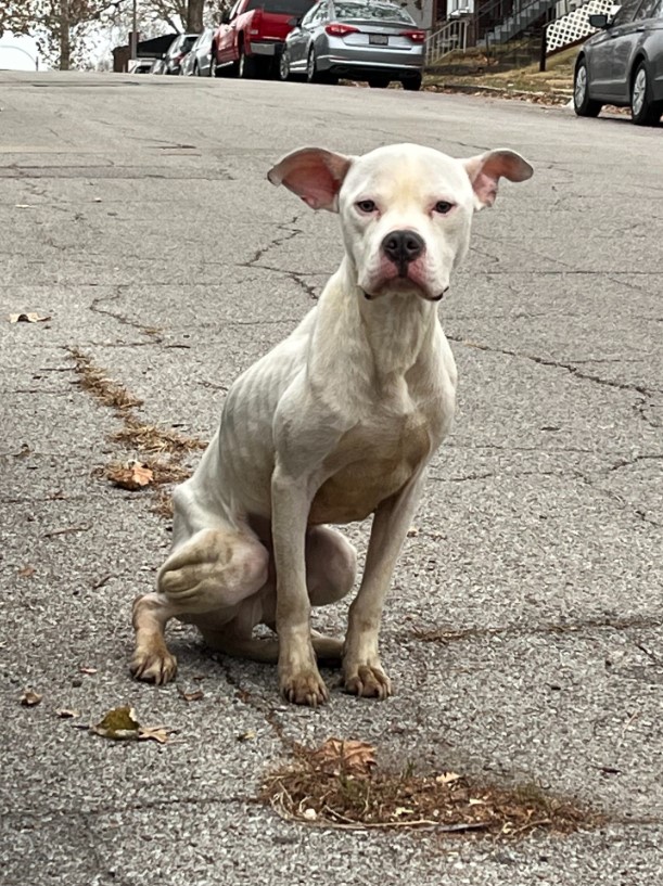 portrait of a starving dog sitting on the street