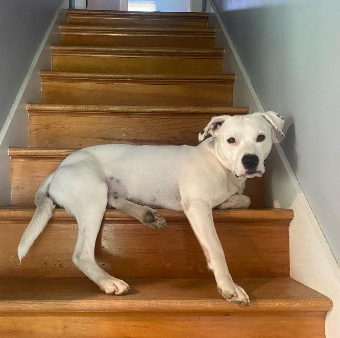 portrait of a white dog on wooden stairs