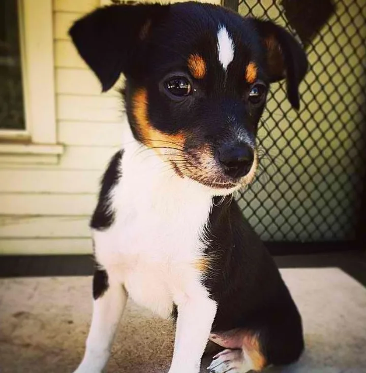 portrait of an adorable puppy