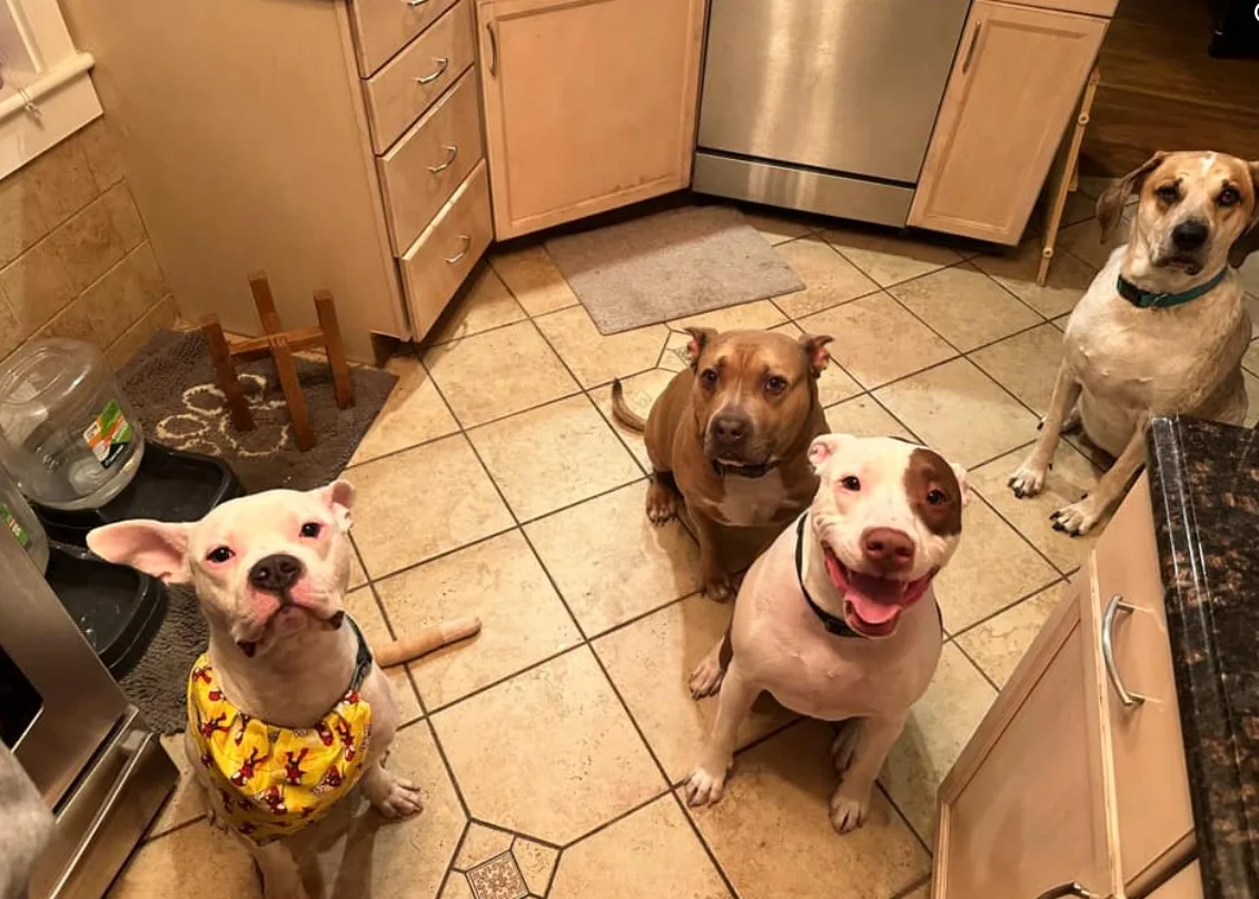 portrait of dogs sitting in the kitchen and looking at the camera