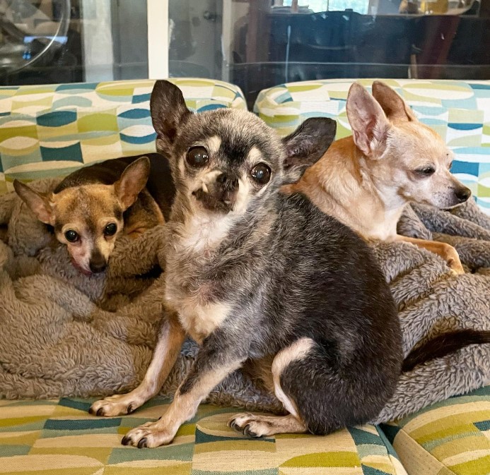 portrait of three chihuahuas on a brown blanket