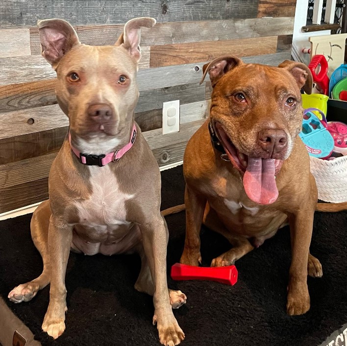 portrait of two brown pit bulls