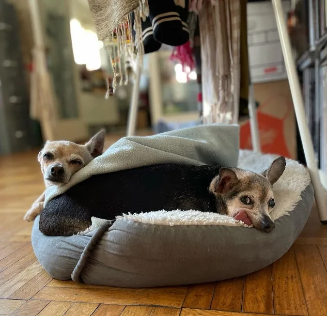 portrait of two chihuahuas lying on their pillow