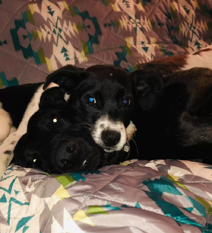 portrait of two cute black dogs on the bed