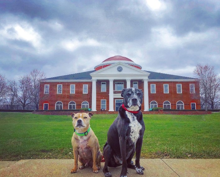 portrait of two dogs in front of a big house