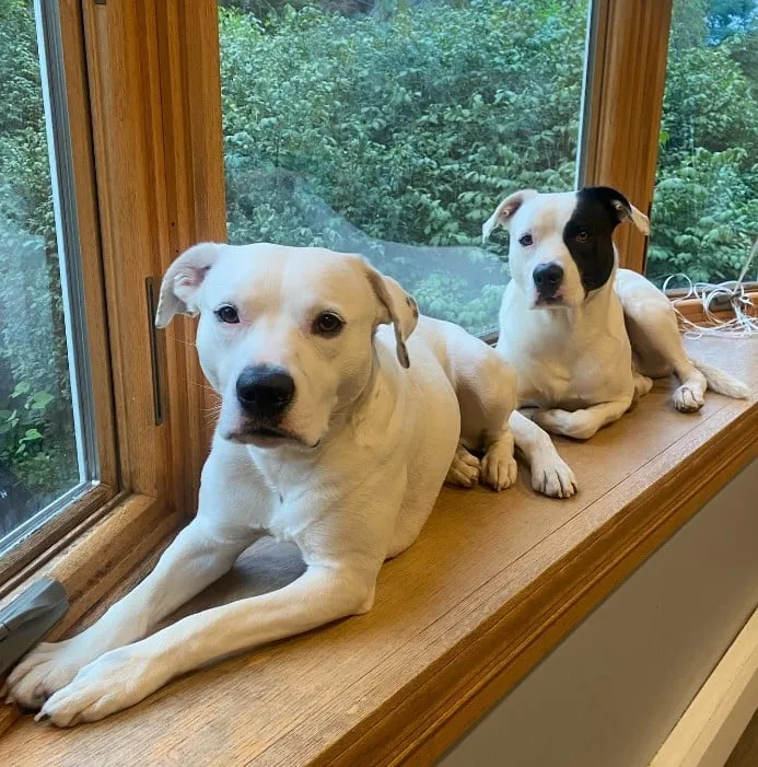 portrait of two dogs lying by the window