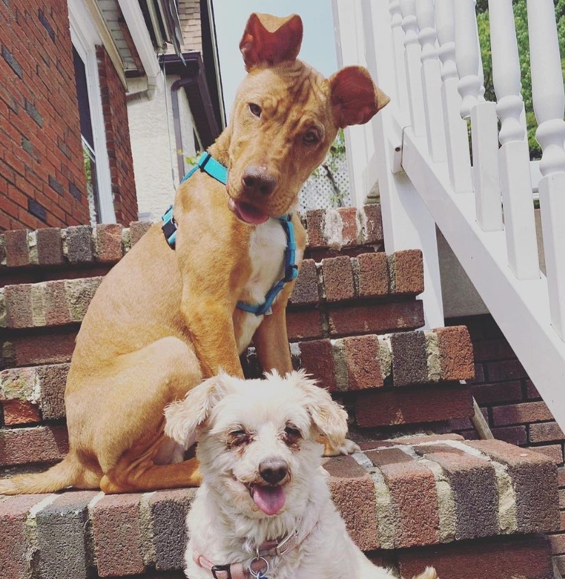 portrait of two dogs posing on the stairs