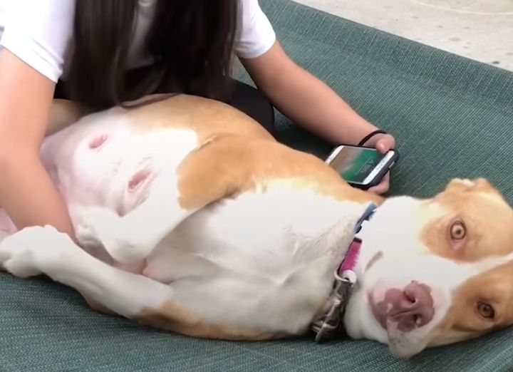 pregnant pitbull lying