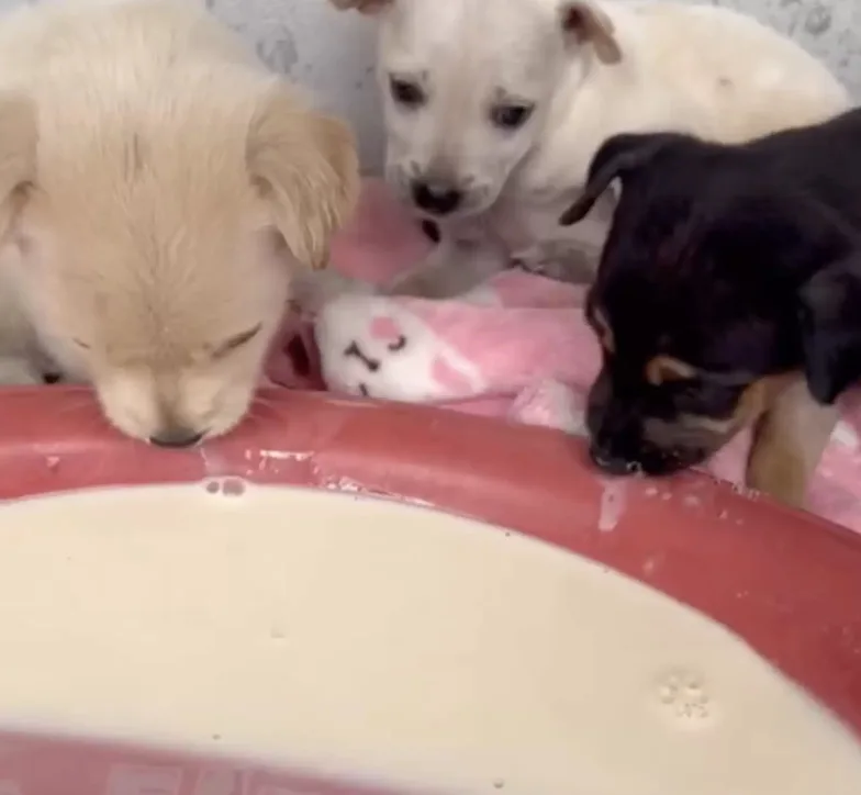 puppies drink milk from a bowl