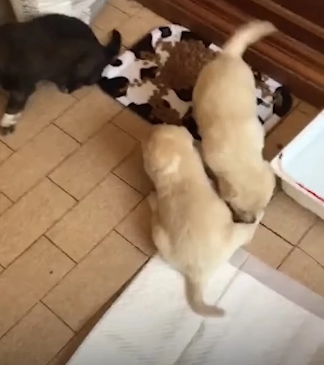 puppies eating from the tray