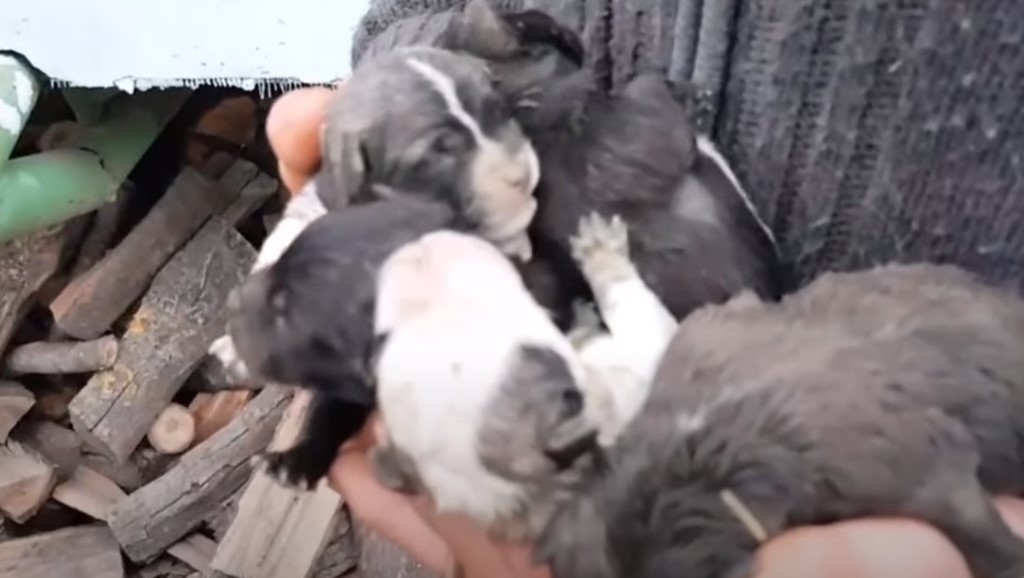 puppies in hand man
