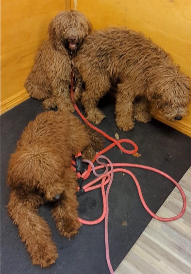 puppies playing with rope