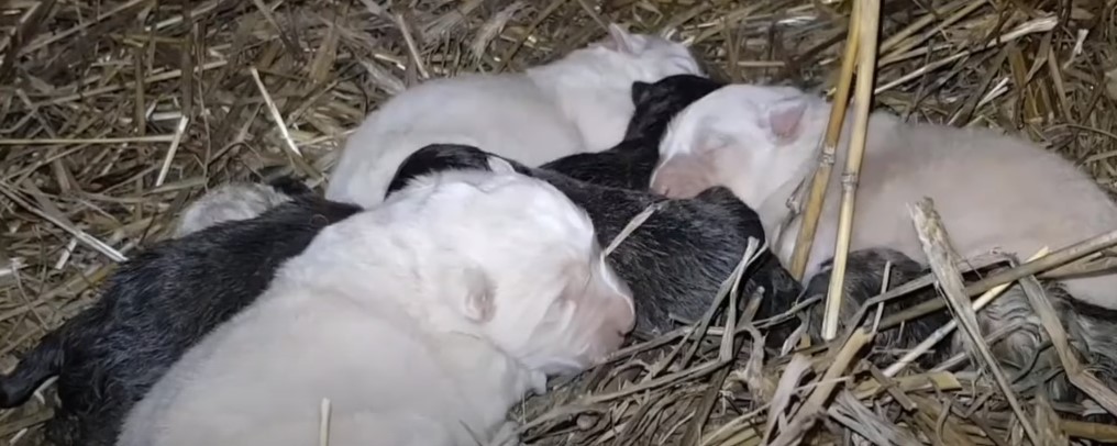 puppies sleep on hay