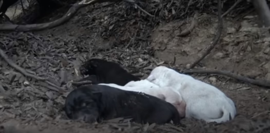 puppies sleeping in the woods