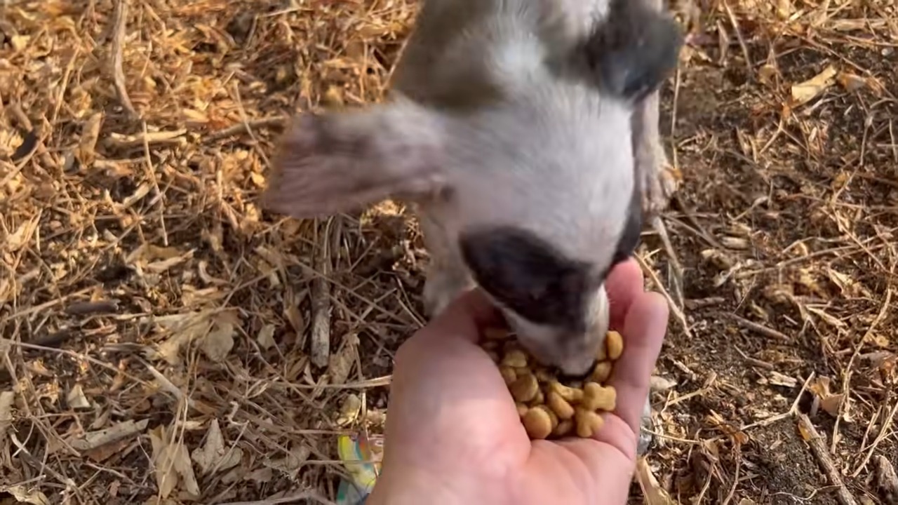 puppy eats from hand