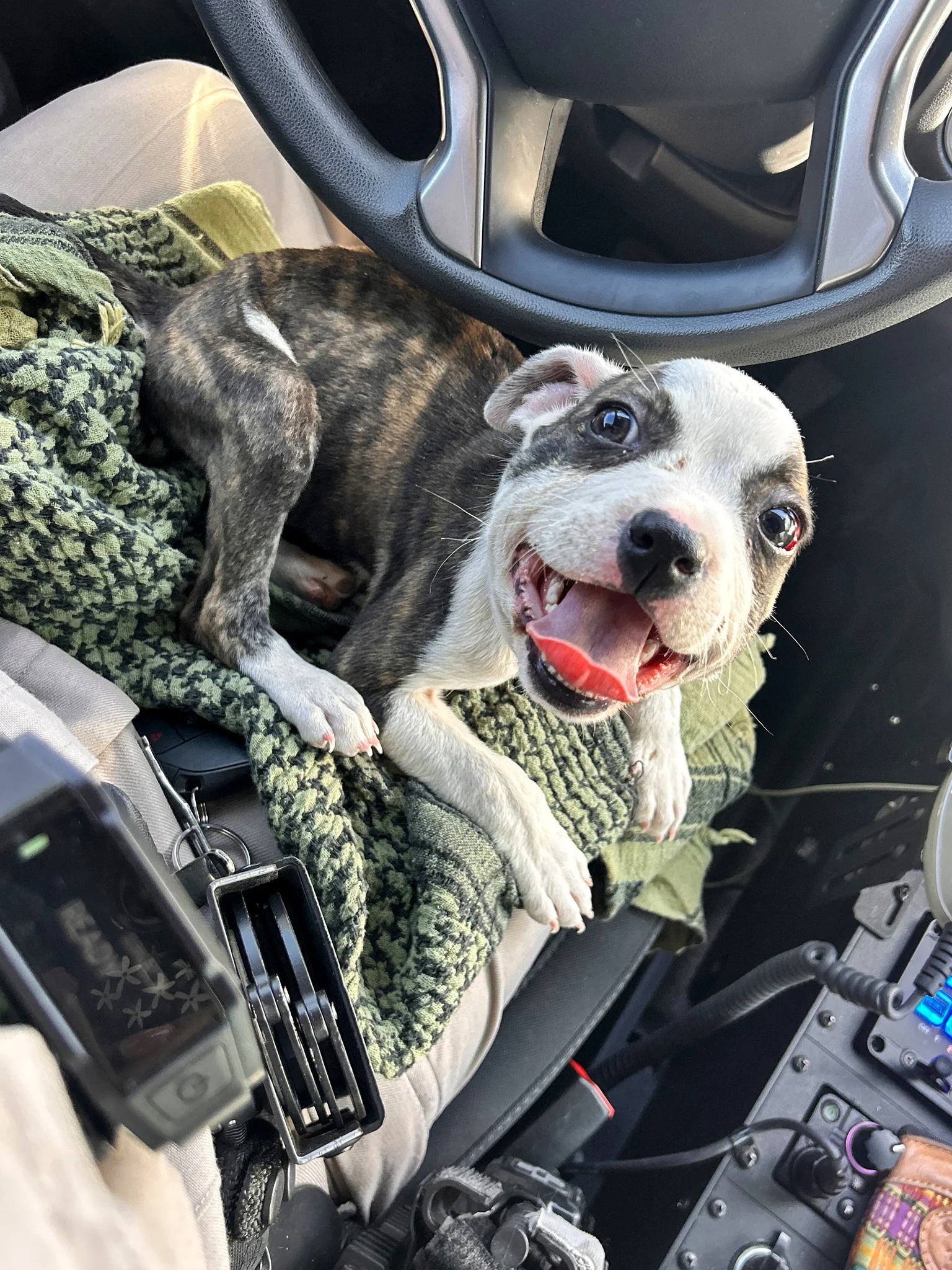 puppy lying on man's lap in a car