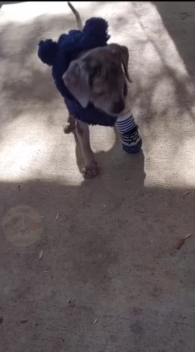 puppy with a sock on his paw