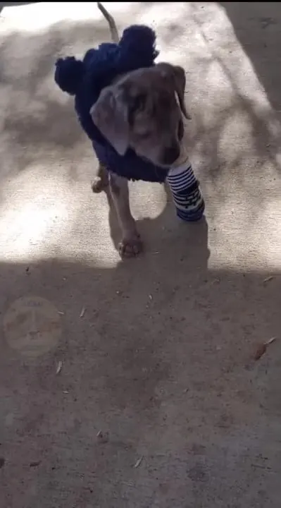 puppy with a sock on his paw
