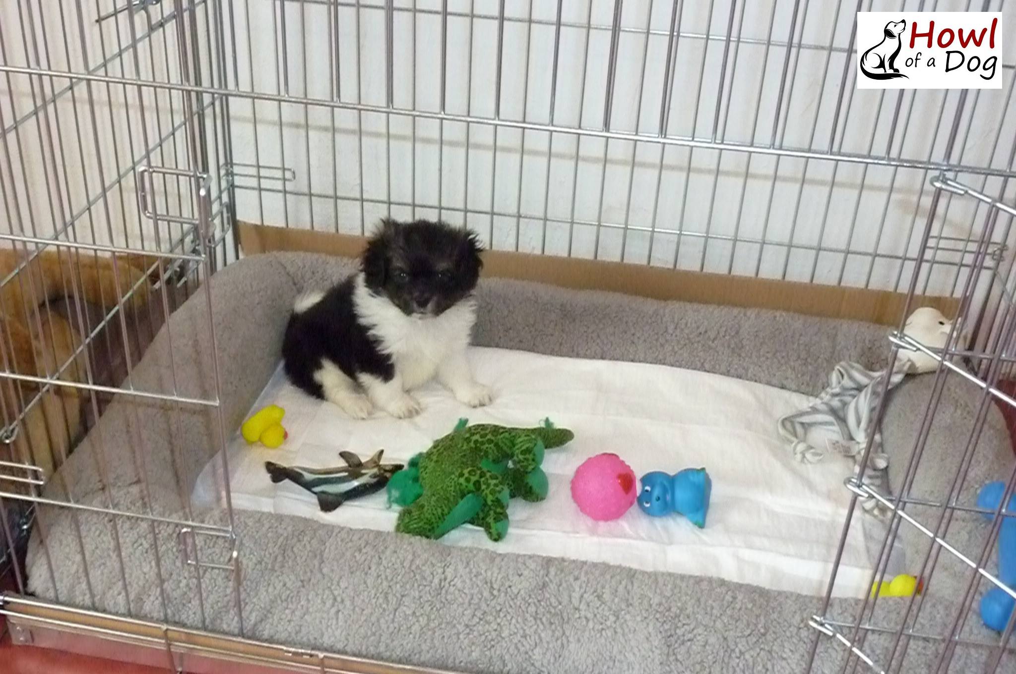puppy with its toys
