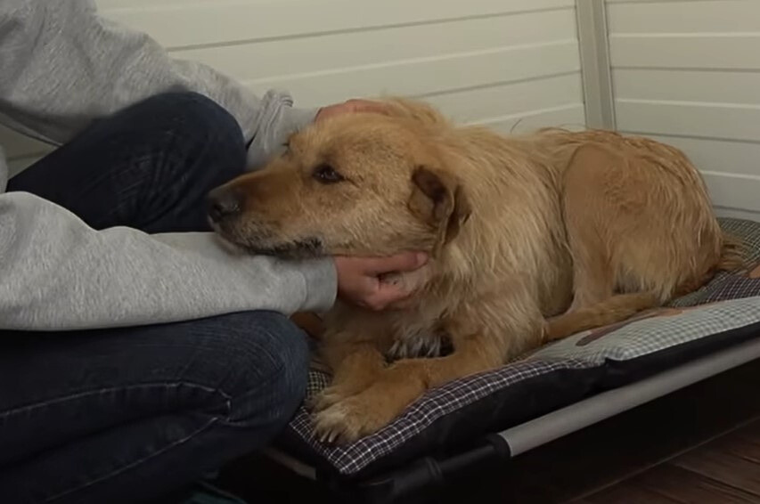 rescued dog enjoying the new owners cuddles