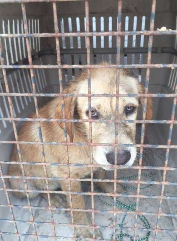 rescued dog placed in a cage