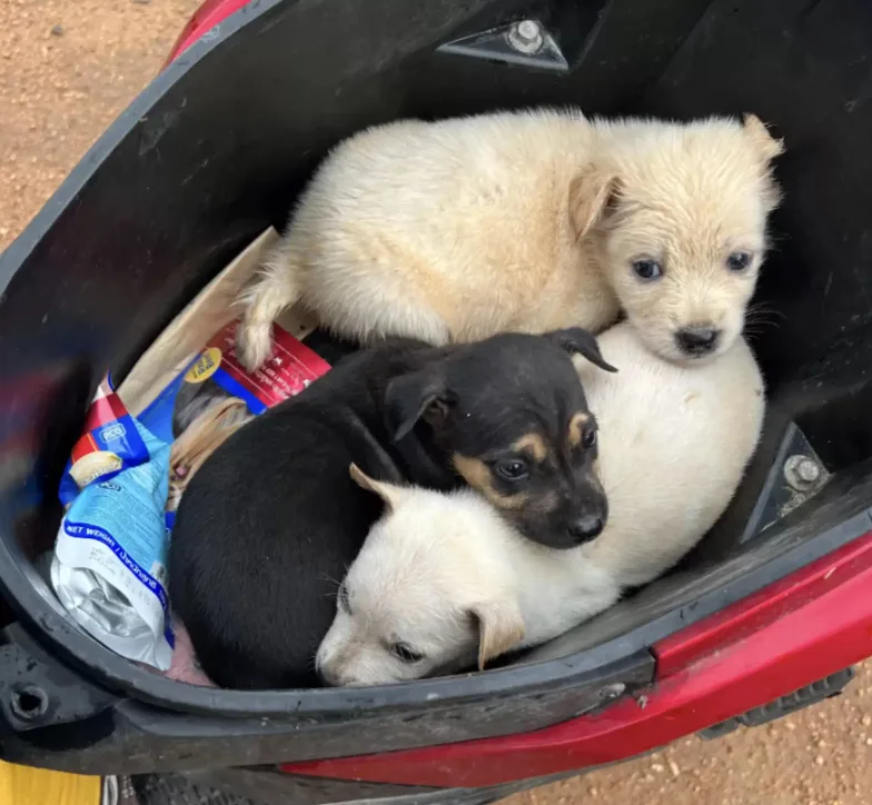 rescued puppies in a plastic box
