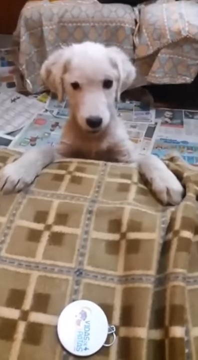 rescued puppy